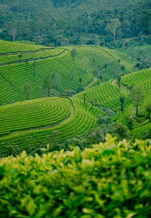 Munnar Tea plantations